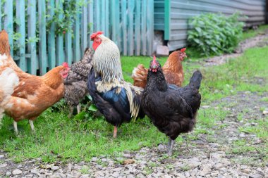 Kırsal bir çiftlikteki tavuklar