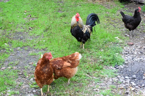 Kuřata Venkovské Farmě — Stock fotografie