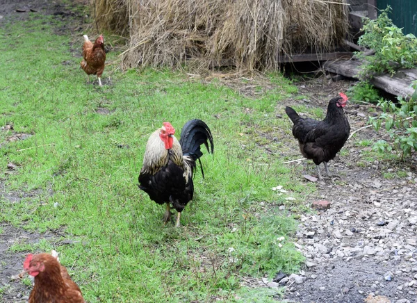 Pollos Una Granja Rural — Foto de Stock