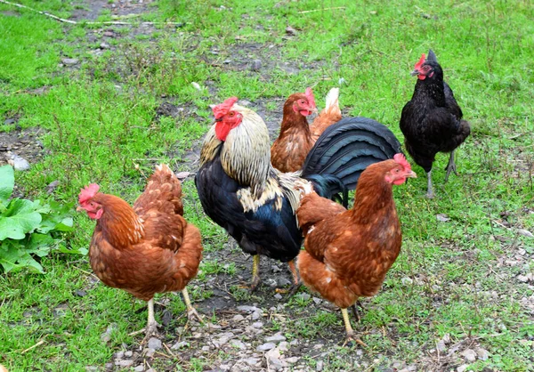 Kırsal Bir Çiftlikteki Tavuklar — Stok fotoğraf