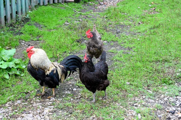 Pollos Una Granja Rural — Foto de Stock