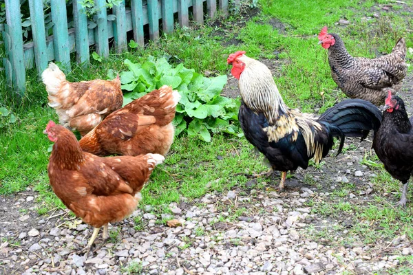 Pollos Una Granja Rural — Foto de Stock