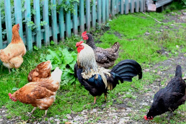Csirkék Egy Vidéki Gazdaságban — Stock Fotó