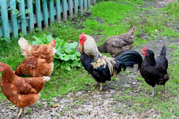 Kırsal Bir Çiftlikteki Tavuklar — Stok fotoğraf