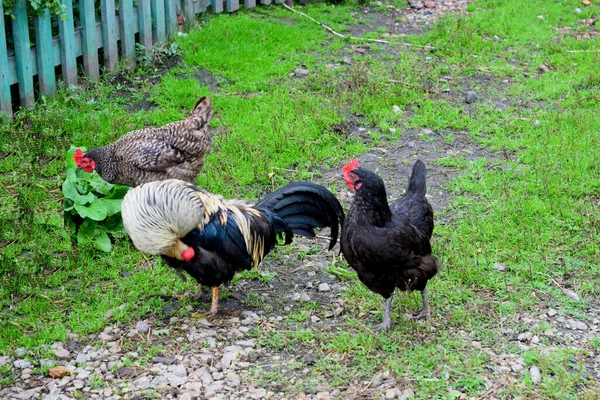 Galinhas Uma Fazenda Rural — Fotografia de Stock