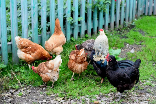 Kırsal Bir Çiftlikteki Tavuklar — Stok fotoğraf