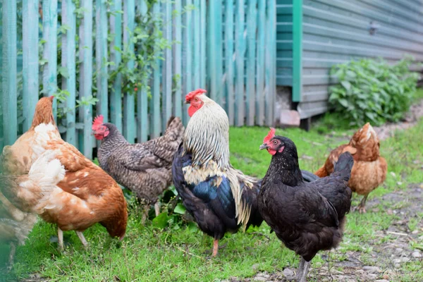 Kycklingar Lantgård — Stockfoto