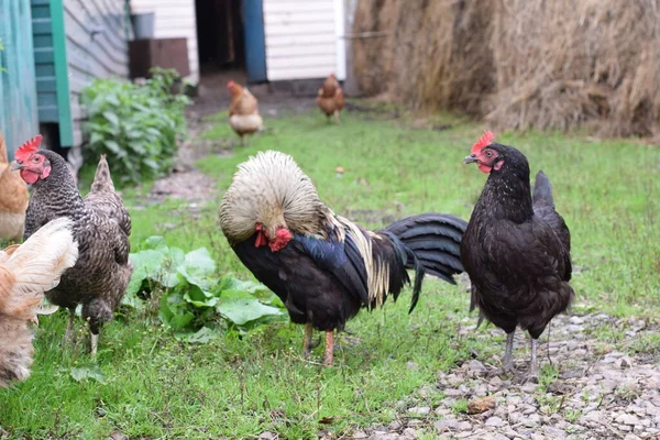 Kırsal Bir Çiftlikteki Tavuklar — Stok fotoğraf