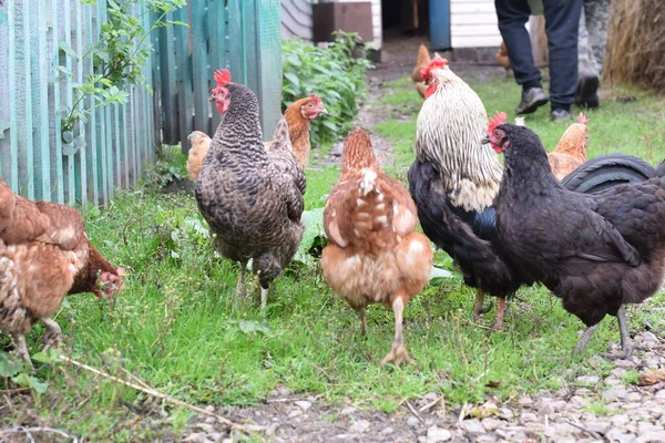 Цыплята Сельской Ферме — стоковое фото