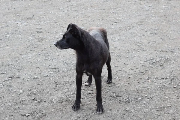 Cane Randagio Strada — Foto Stock