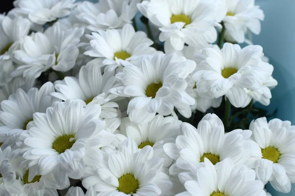 Flores Crisântemo Branco Buquê — Fotografia de Stock