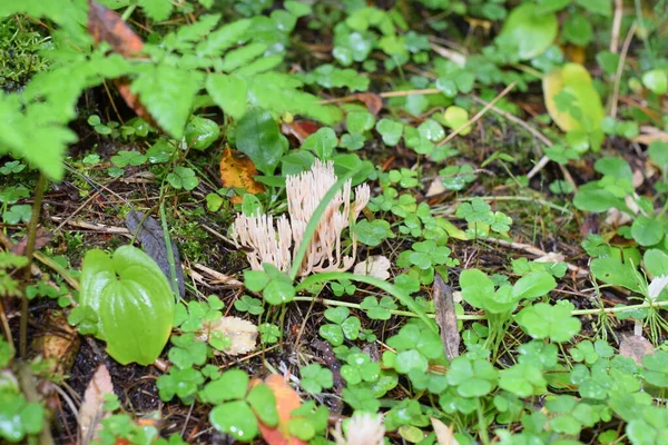 Pilze Gras Herbstlandschaft — Stockfoto