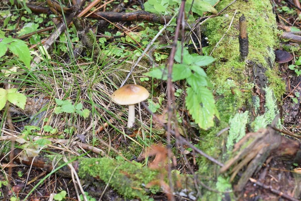 Cogumelos Grama Paisagem Outono — Fotografia de Stock