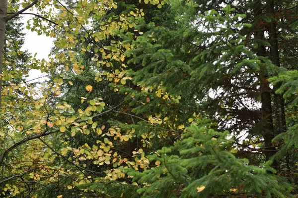 Les Arbres Dans Forêt Automne — Photo