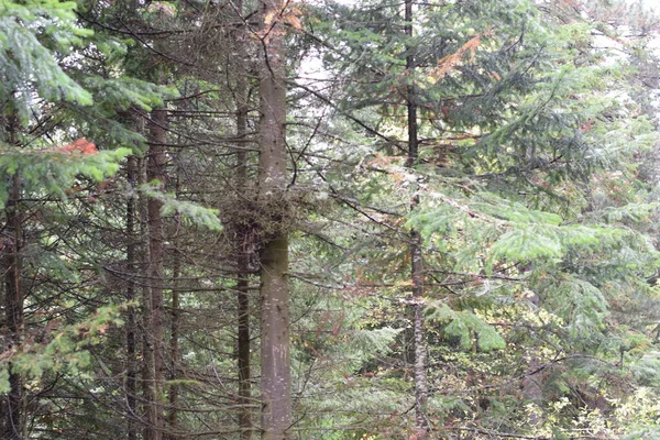 Fák Őszi Erdőben — Stock Fotó