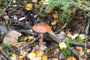 Sonbahar ormanındaki mantarlar