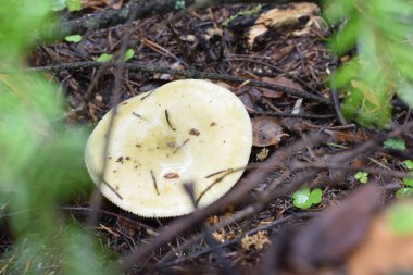 Çimlerde mantar, ormanda sonbahar