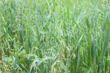 Tarlada yeşil yulaf