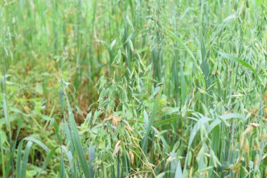 Tarlada yeşil yulaf