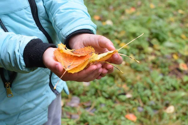 Niño Sostiene Hojas Otoño Sus Manos — Foto de Stock