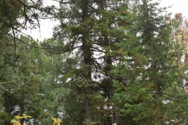 Forêt Arbres Dans Forêt — Photo