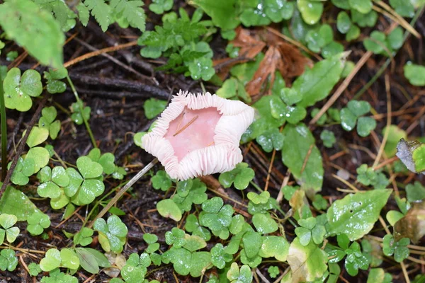 Paddenstoelen Het Herfstbos — Stockfoto