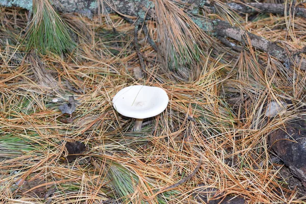 Cogumelos Floresta Outono — Fotografia de Stock