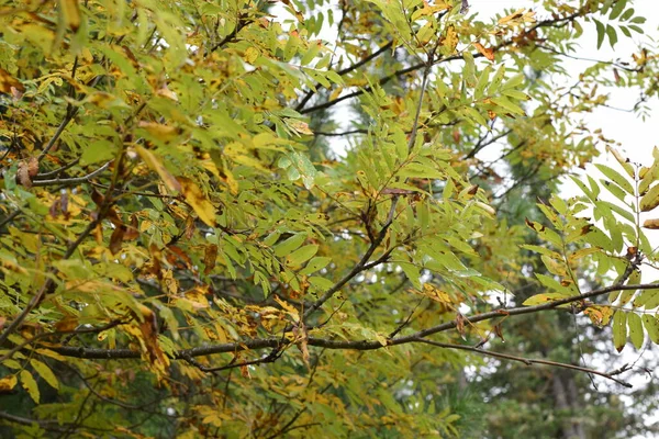 Wald Bäume Wald — Stockfoto