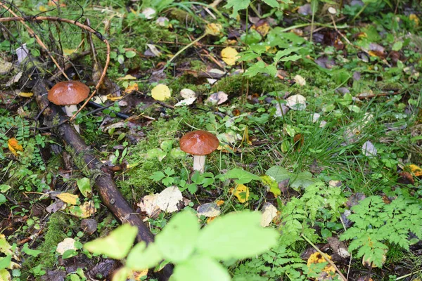 Cogumelos Floresta Outono — Fotografia de Stock