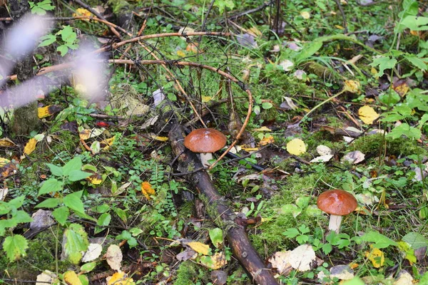 Cogumelos Floresta Outono — Fotografia de Stock