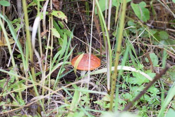 Funghi Nella Foresta Autunnale — Foto Stock