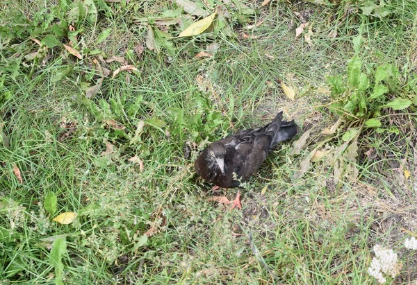 Pájaro Sentado Hierba —  Fotos de Stock