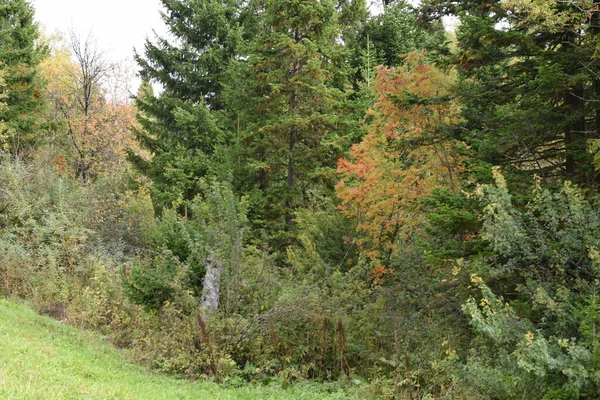 Лес Осеннем Лесу — стоковое фото