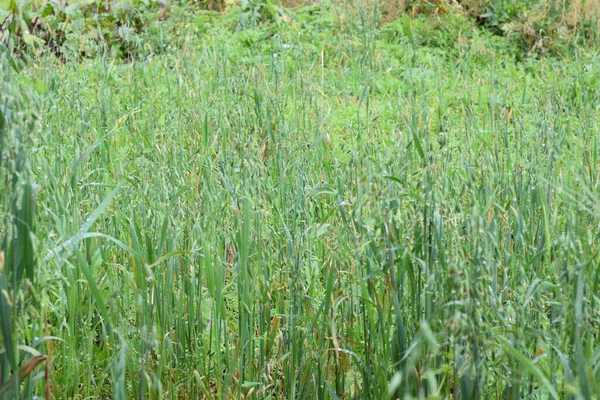 green oats in the field