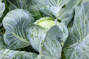 Bahçede olgun lahana