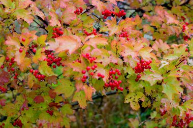 Bir kartopu ağacı, viburnum kırmızı böğürtlen