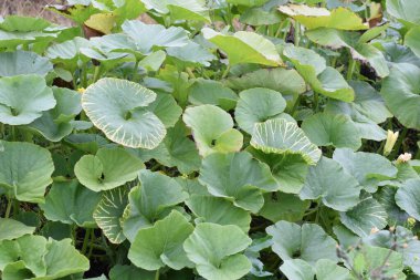 Bahçede yeşil yapraklar