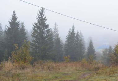 Sisin içindeki ağaçlar, sabah