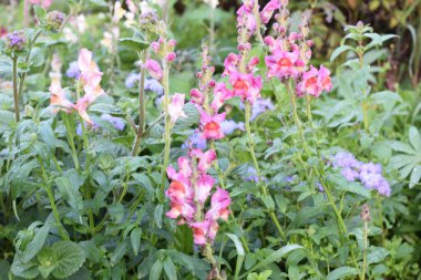 Bahçede sonbahar çiçekleri