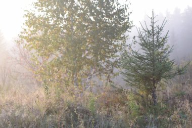 Sisin içindeki ağaçlar, sabah