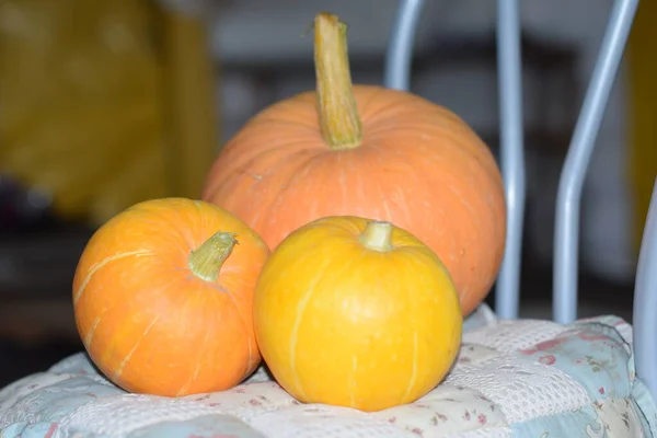 Zucca Matura Raccolta Autunnale Vitamine — Foto Stock