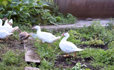 Kuş çiftliği, çiftçi tarımı, kümes hayvanları.