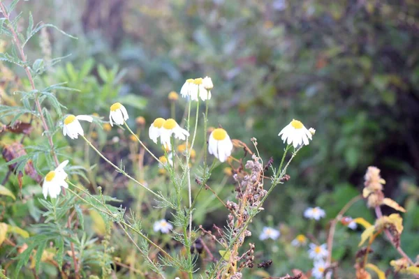 Einem Feld Von Gänseblümchen Wildblumen — Stockfoto