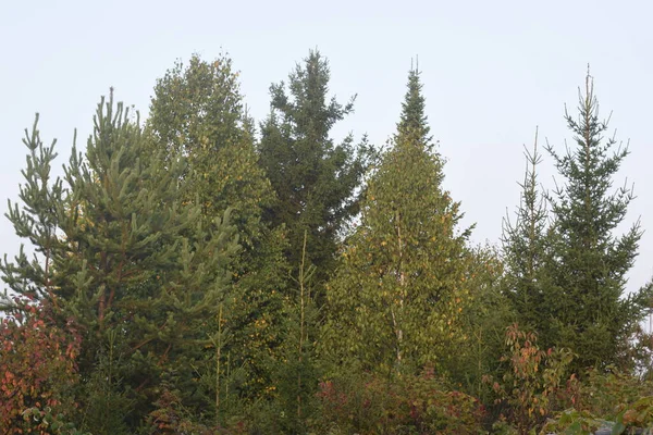 秋天的森林 早上在森林里 — 图库照片