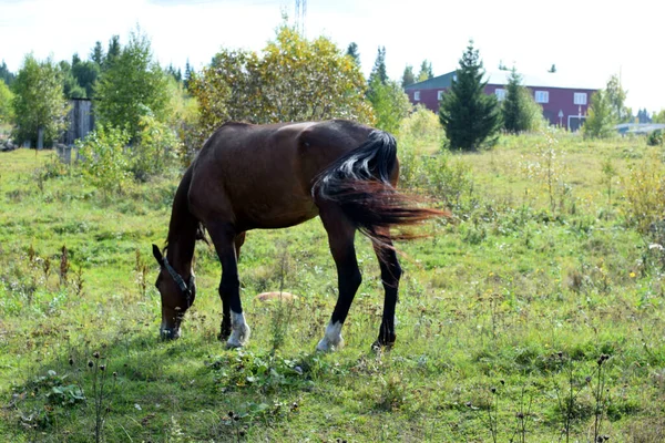 马在田里吃草 — 图库照片