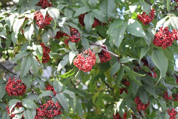 Röd Fläderbär Bush Hösten — Stockfoto