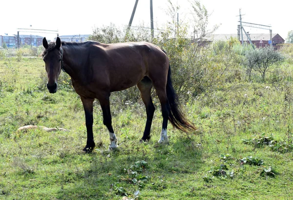 Pâturage Chevaux Dans Champ — Photo