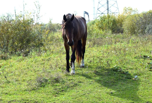 Pâturage Chevaux Dans Champ — Photo