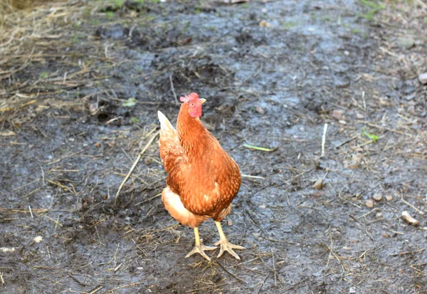 Granja Aves Agricultura Campesina Aves Corral —  Fotos de Stock