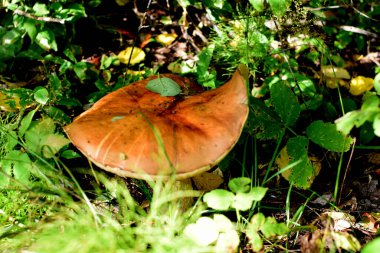 Mantar, ormanda sonbahar, mantar toplama.